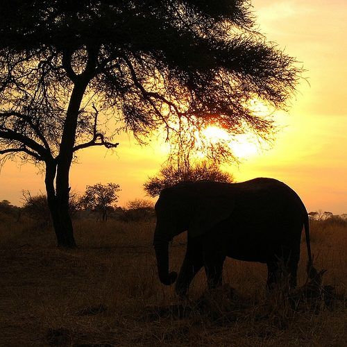 Voir un coucher de soleil africain avec vos propres yeux.