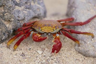 Crabes et autres animaux marins obtiennent leur pigment rouge de l'astaxanthine.