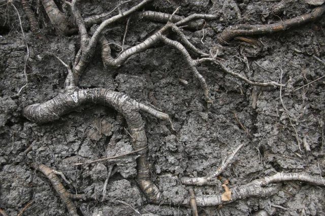 Roots aller dans le sol.