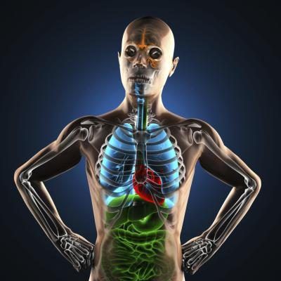 Le rendu 3D des organes internes de l'homme.