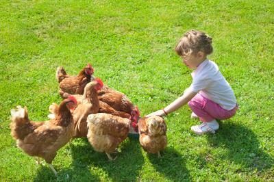 Les petits enfants devraient éviter tout contact avec des fientes de poulet