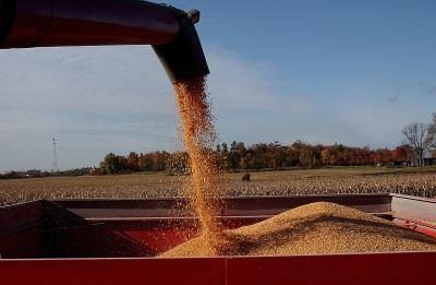 Les grains de blé contiennent des protéines.