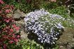 Rose et bleu pâle rampante phlox poussent dans un jardin de rocaille.
