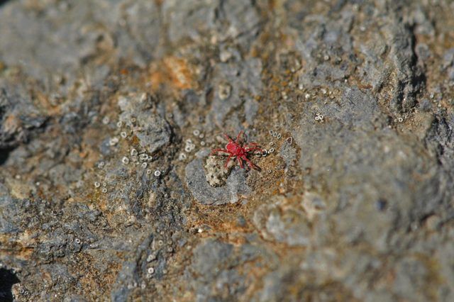 Un gros plan d'un tétranyque rouge sur un rocher moussu.
