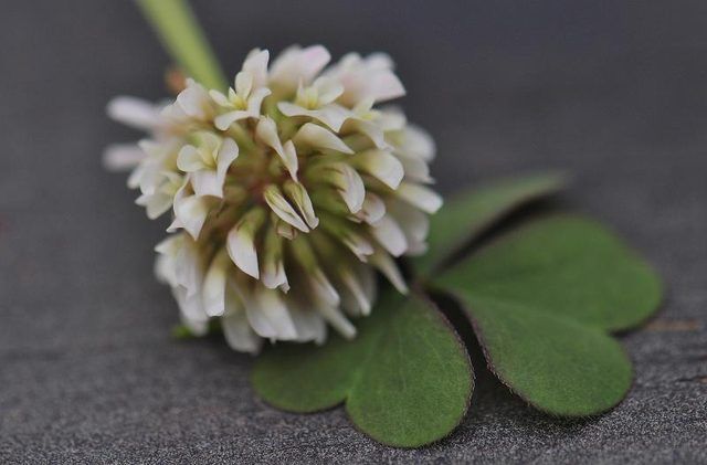 Close-up de la fleur blanche de trèfle