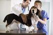 Un technologue vétérinaire effectue certaines des mêmes emplois que le vétérinaire.
