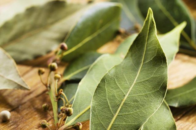 Close-up de feuilles de laurier.