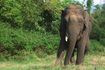 Les éléphants utilisent leurs oreilles pour garder au frais.