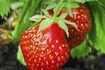 Close up de la culture des fraises sur une plante