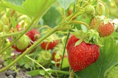 La culture des fraises dans un jardin