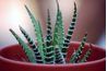 Aloe vera aime la lumière du soleil, mais pas une irrigation fréquente.
