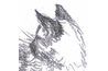 Profil d'un poil long siamois au crayon par Robert A. Sloan.