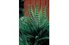 Aloe vera soulage les coups de soleil, hydrate et favorise la cicatrisation des plaies.