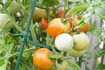 Comment récolter les semences de tomates destinés à la plantation