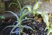 Comment maintenir les plantes Aloe Vera