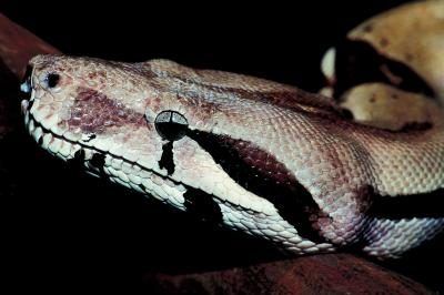 écailles de serpent ou des marques donnent le masque un aspect réaliste.
