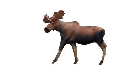 Sélection Moose
