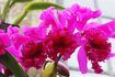 Comment faire votre propre Agar pour orchidées