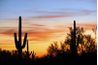 Cactus Saguaro sont communs dans le désert sud de l'Arizona.
