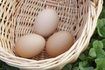 Couleur de la coquille n'a aucune incidence sur la fraîcheur de l'œuf.