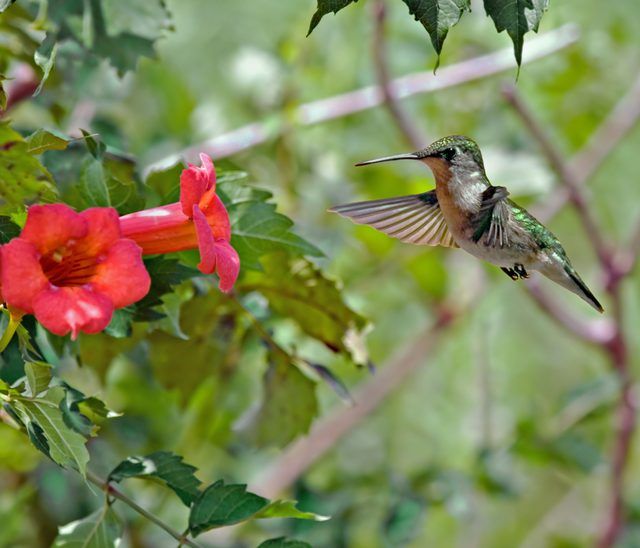 Les colibris comme forme trumpet fleurs rouges.