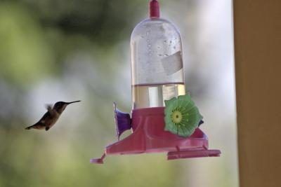 Feeders sont bons pour attirer les colibris