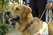 la formation de comportementaliste animal chien d'aveugle