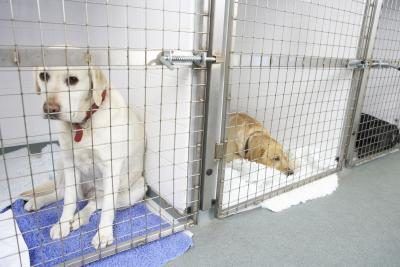 assistants canins effectuer des travaux liés à la routine de soins des animaux.