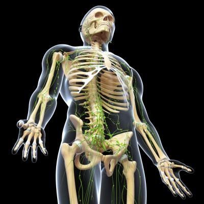 3d illustration du système lymphatique avec un rendu de squelette humain