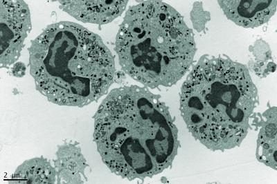 électrons image microscopique de neutrophiles