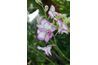 Dendrobium orchidées