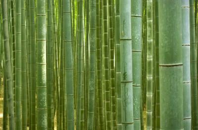 Les pousses de bambou.