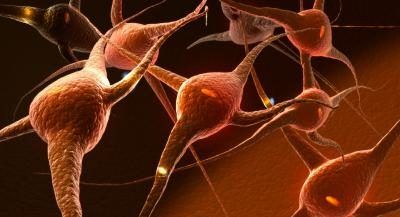 Les neurones et les tissus nerveux.