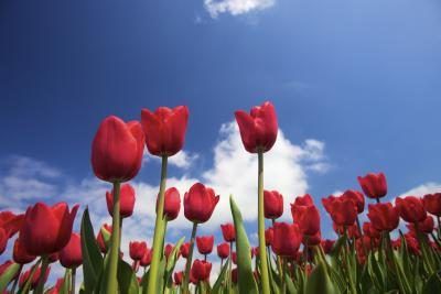 Tulip est une ampoule qui va prospérer en plein soleil.