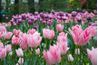 Les tulipes et les ampoules sont mieux plantés dans les masses pour un look plus naturel.