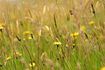 Rye herbe graines peuvent être achetés comme annuelle ou vivace.
