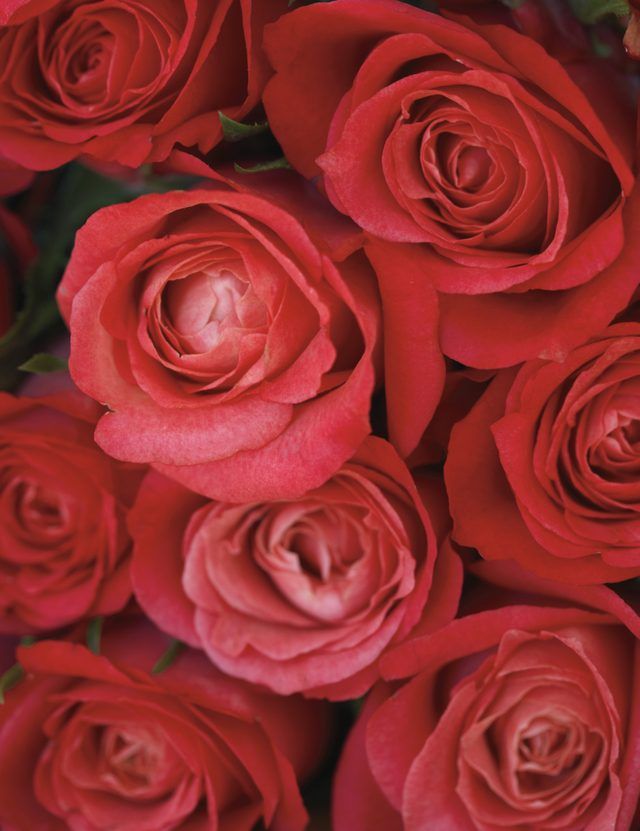 Les roses are la fleur de la passion, tout en rubis Sont Les pierres précieuses de l'amour.