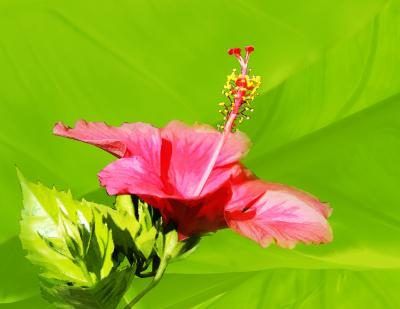 fleur d'Hibiscus, close-up