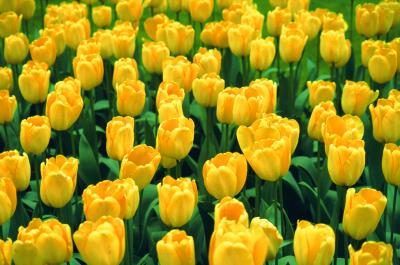 Les tulipes sont un symbole tangible de la joie au Christ's resurrection.