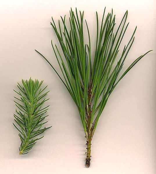 Pine variations d'aiguilles de l'arbre / Photo: Wikimedia Commons