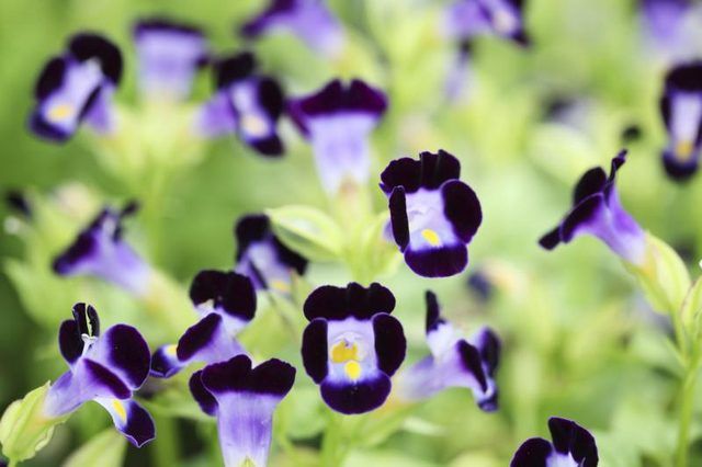 Close-up de fleurs de wishbone