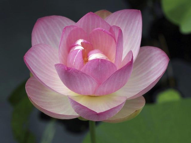 Close-up de lotus sacré