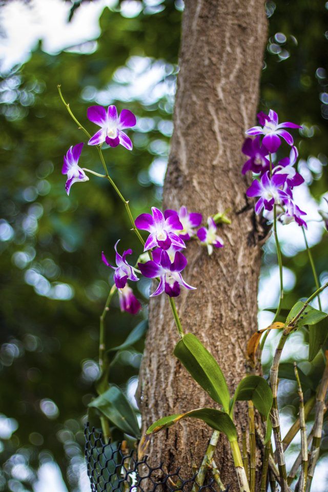 Les orchidées sont distinctif en raison de leurs étamines et des pistils.