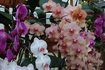 Types d'orchidées pourpres