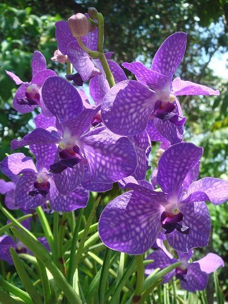 Vanda orchidée.