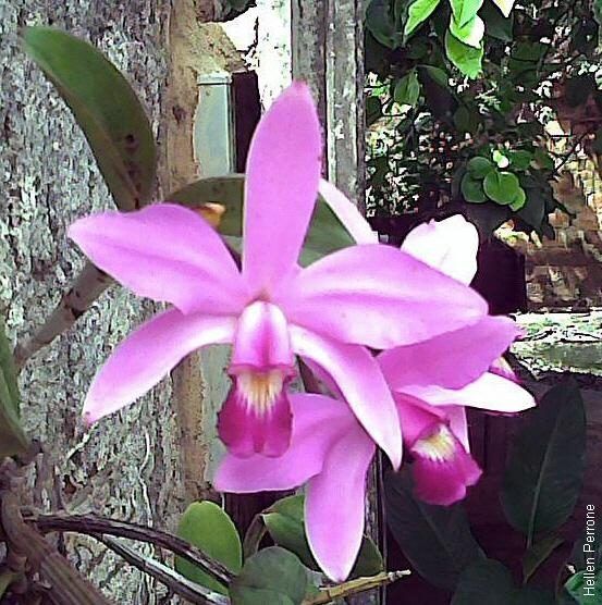 Cattleya violacea orchidée.