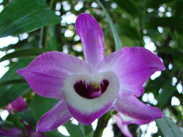 Dendrobium nobile orchidée.