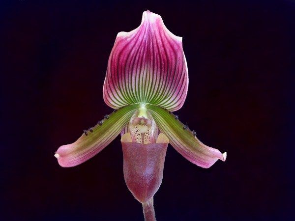 Paphiopedalum barbatum orchidée.