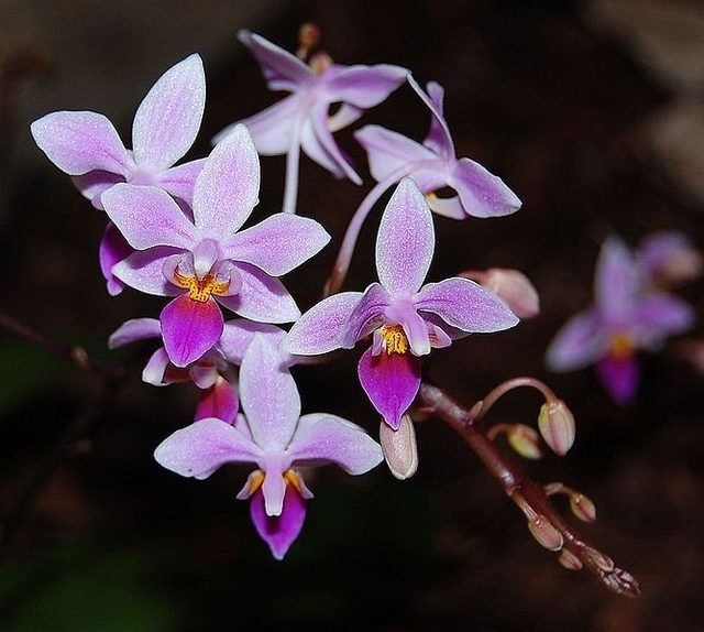 Phalaenopsis equestris orchidée.