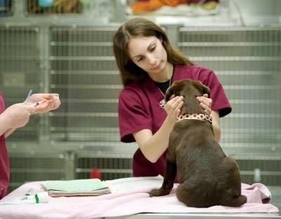 Les aides-vétérinaires sont responsables de prendre soin des animaux malades.